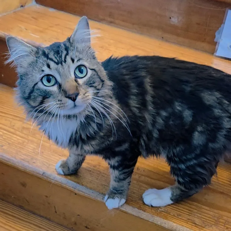 An adult large-sized male Brown / Chocolate Domestic Long Hair cat named Steve for adoption in Brimfield, MA