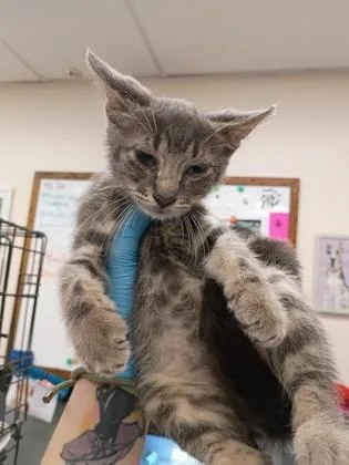 A baby small-sized male Domestic Short Hair cat named Tony for adoption in Palm Coast, FL
