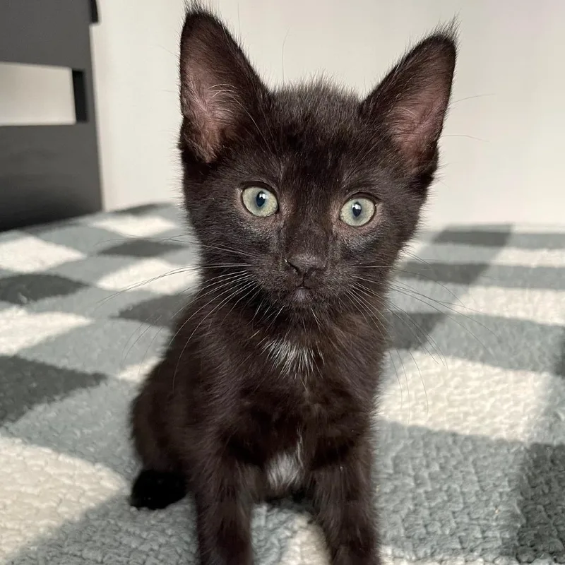 A baby small-sized male Domestic Short Hair cat named Mistletoe for adoption in Los Angeles, CA