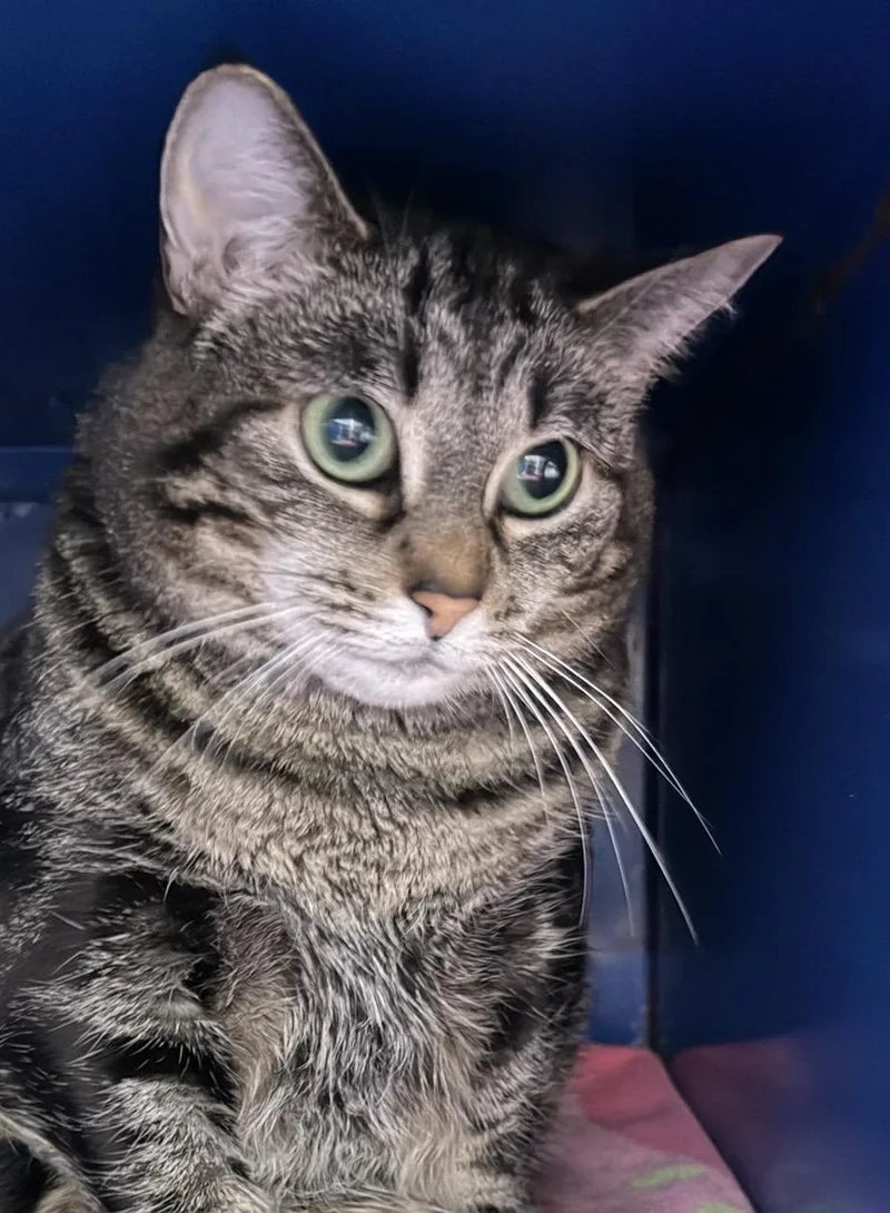 An adult medium-sized female Tabby (Brown / Chocolate) Domestic Short Hair cat named Scarlet for adoption in Sault Sainte Marie, MI