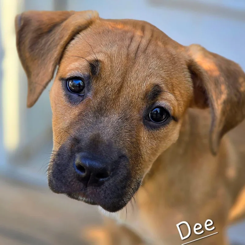 Dee thumbnail 5