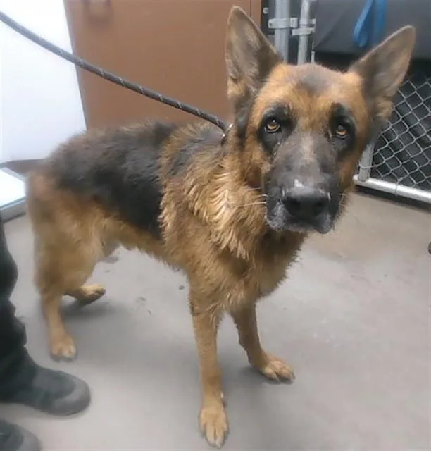 An adult large-sized male German Shepherd Dog dog named Percy for adoption in Phoenix, AZ