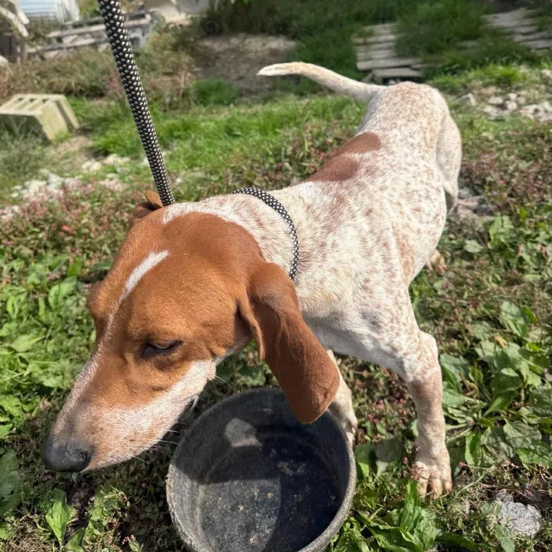 An adult medium-sized male Red / Chestnut / Orange English Coonhound dog named Richie for adoption in Frederick, MD