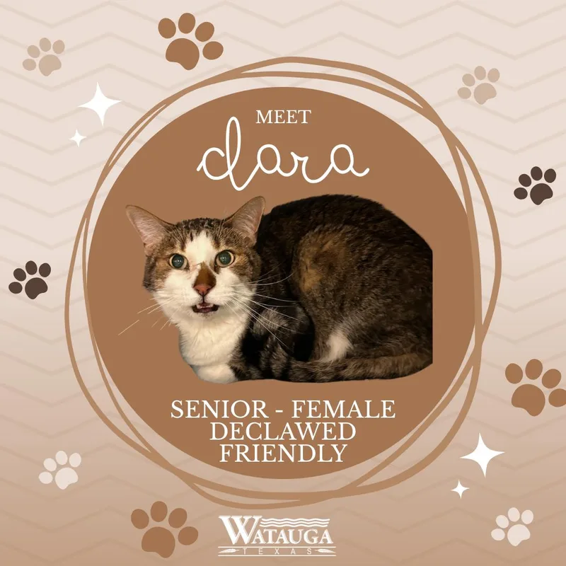 A senior medium-sized female Tabby (Brown / Chocolate) Domestic Short Hair cat named Clara for adoption in Watauga, TX