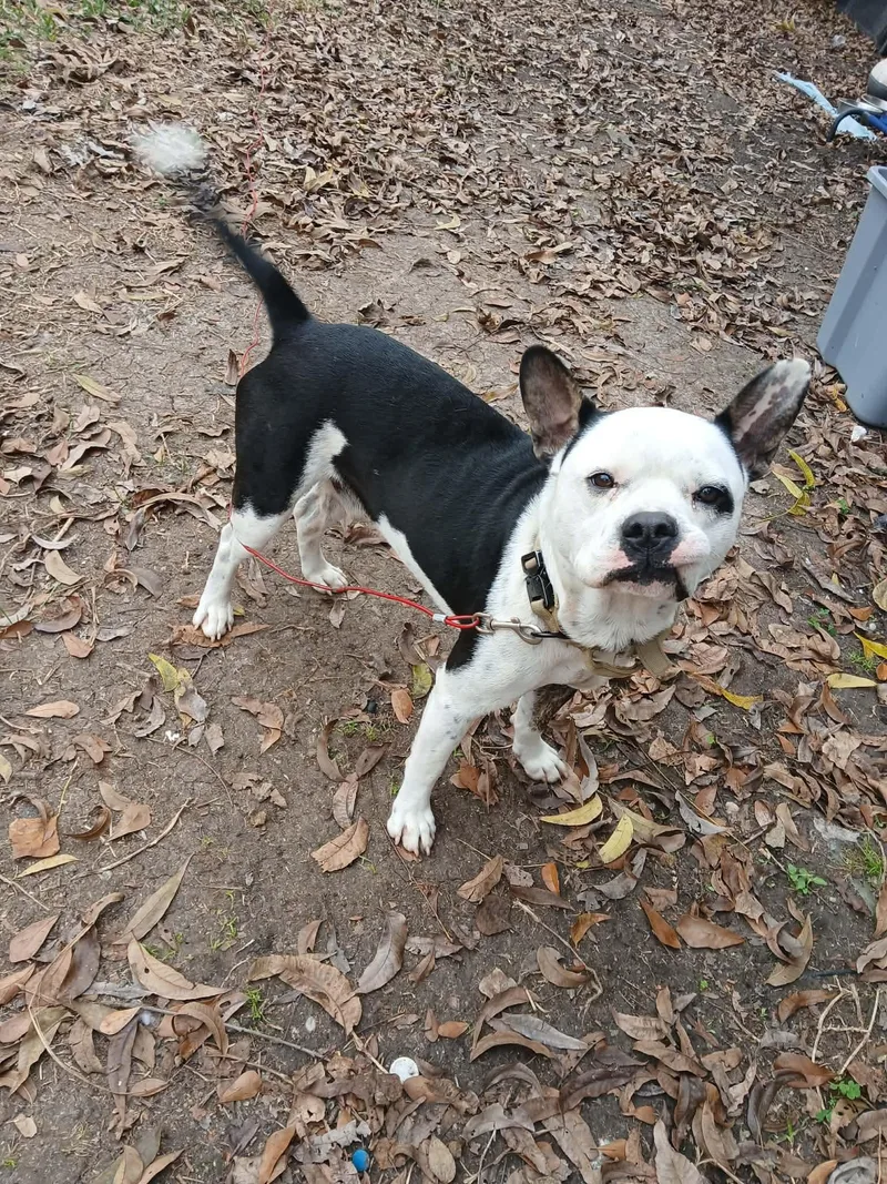 An adult small-sized male White / Cream Boston Terrier dog named Romeo for adoption in Humble, TX