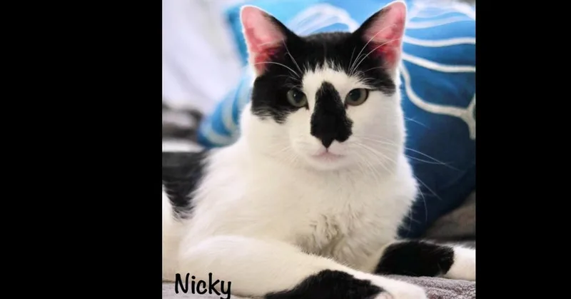 An adult medium-sized male Domestic Short Hair cat named Nicky for adoption in Groveland, MA