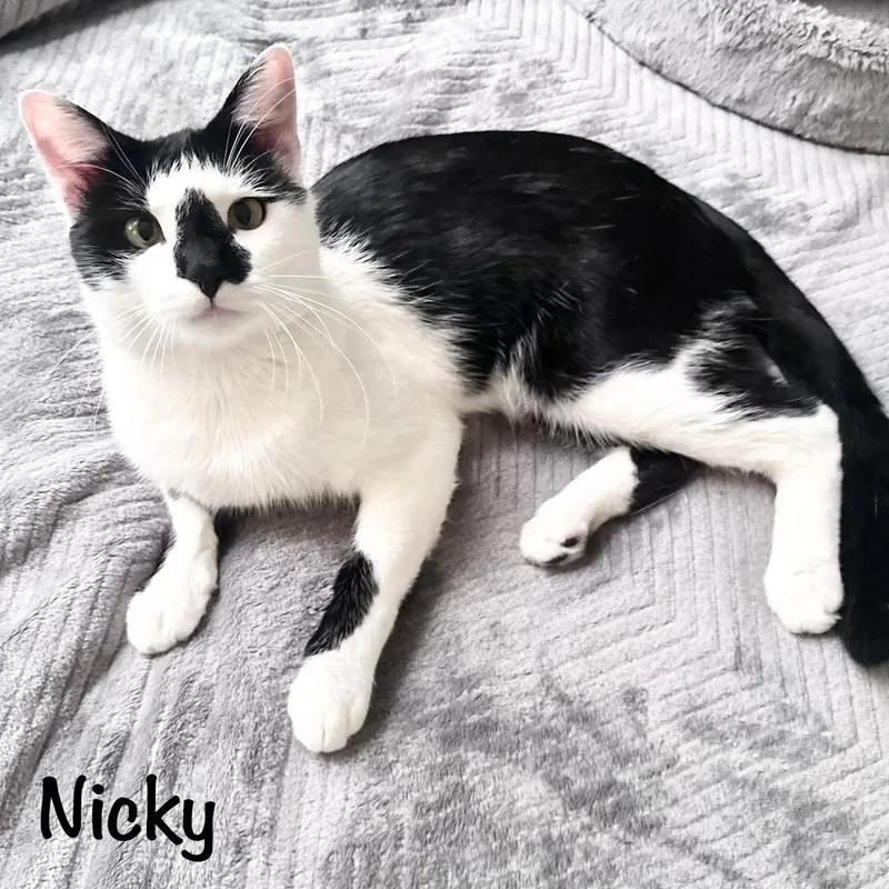 Nicky thumbnail 2