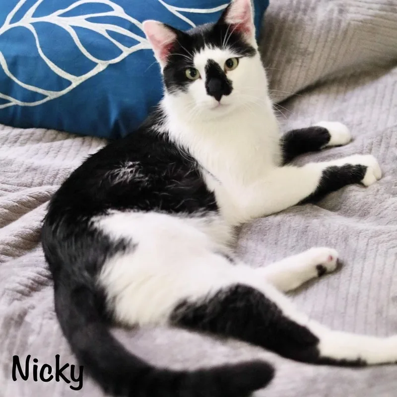 Nicky thumbnail 3