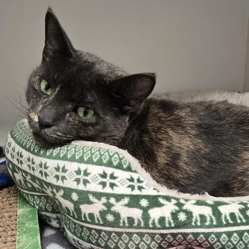 An adult medium-sized female Domestic Short Hair cat named Caramel for adoption in Warwick, RI