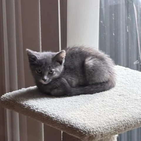 A baby medium-sized female Dilute Tortoiseshell Domestic Short Hair cat named Harper for adoption in Albertville, MN