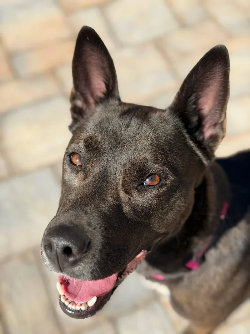 A young medium-sized female Belgian Shepherd / Malinois dog named Flash for adoption in Columbia, MD