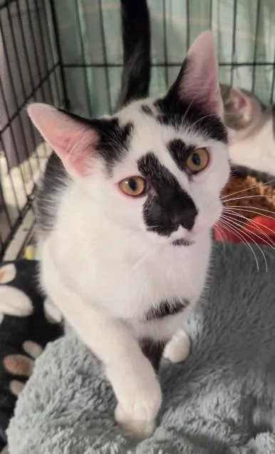 A baby medium-sized male Domestic Short Hair cat named Abbott for adoption in Windsor, CT
