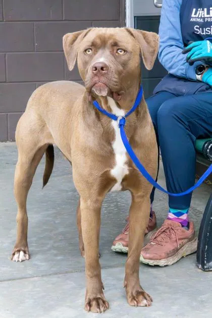 An adult large-sized male Mixed Breed dog named Arbol for adoption in Chamblee, GA