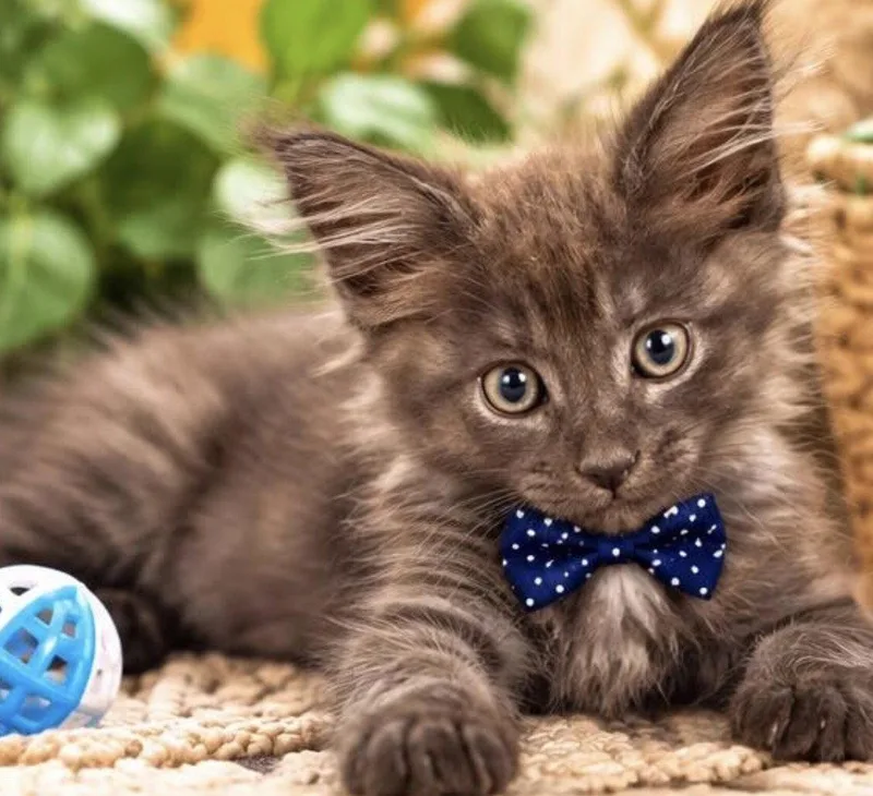 A young medium-sized male Domestic Medium Hair cat named Brownie for adoption in Margate, FL