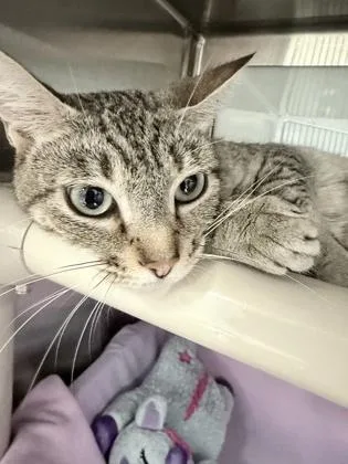 Purricane