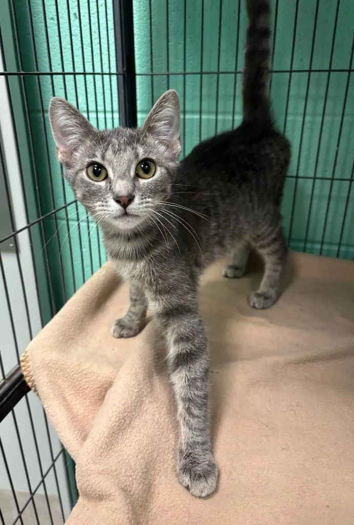 A young medium-sized female Domestic Short Hair cat named Jazz for adoption in Frankfort, KY