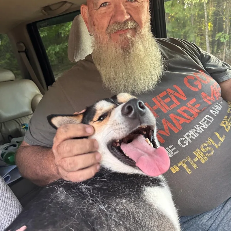 A young large-sized male Siberian Husky dog named Apollo for adoption in York, PA