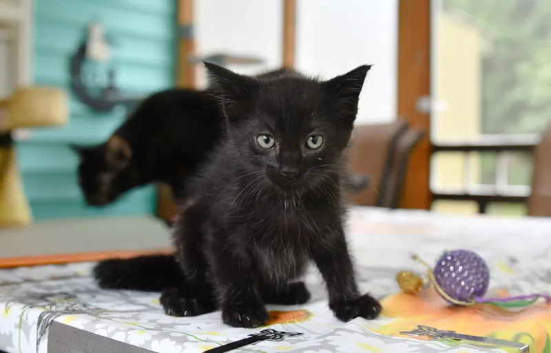 A baby medium-sized male Black Domestic Short Hair cat named Kip for adoption in Hermitage, PA