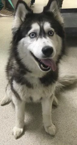 An adult medium-sized female Siberian Husky dog named Eva for adoption in Riverside, CA