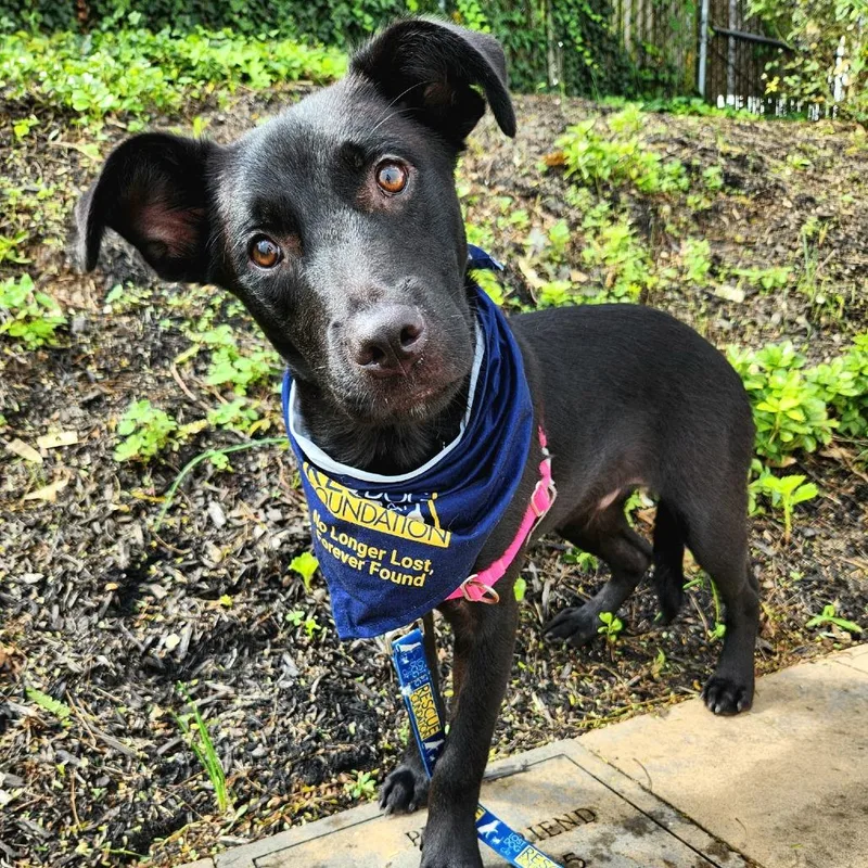 A baby medium-sized male Black Labrador Retriever dog named Dakota Pup: Brody for adoption in Falls Church, VA