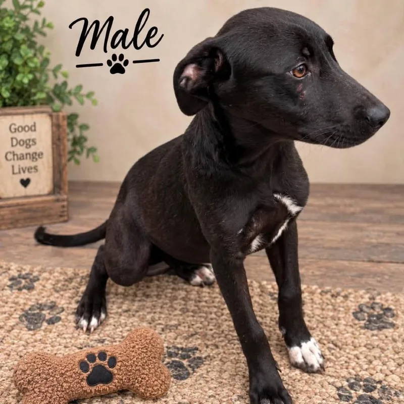 Dakota Pup: Brody thumbnail 5