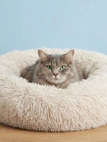 An adult small-sized female Domestic Long Hair cat named Laila for adoption in Bowling Green, KY