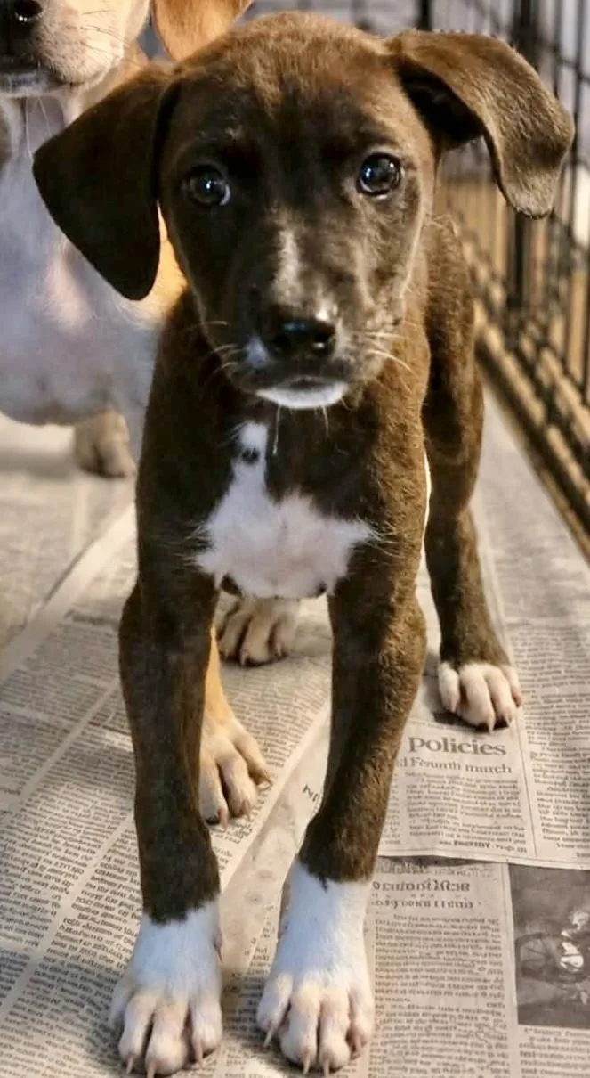 A baby medium-sized female Labrador Retriever dog named Louise for adoption in Manchester, CT