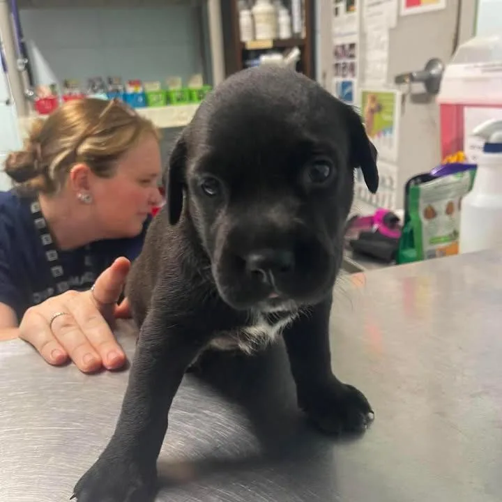 A baby small-sized female Black Labrador Retriever dog named Katseye Dani for adoption in Austin, TX