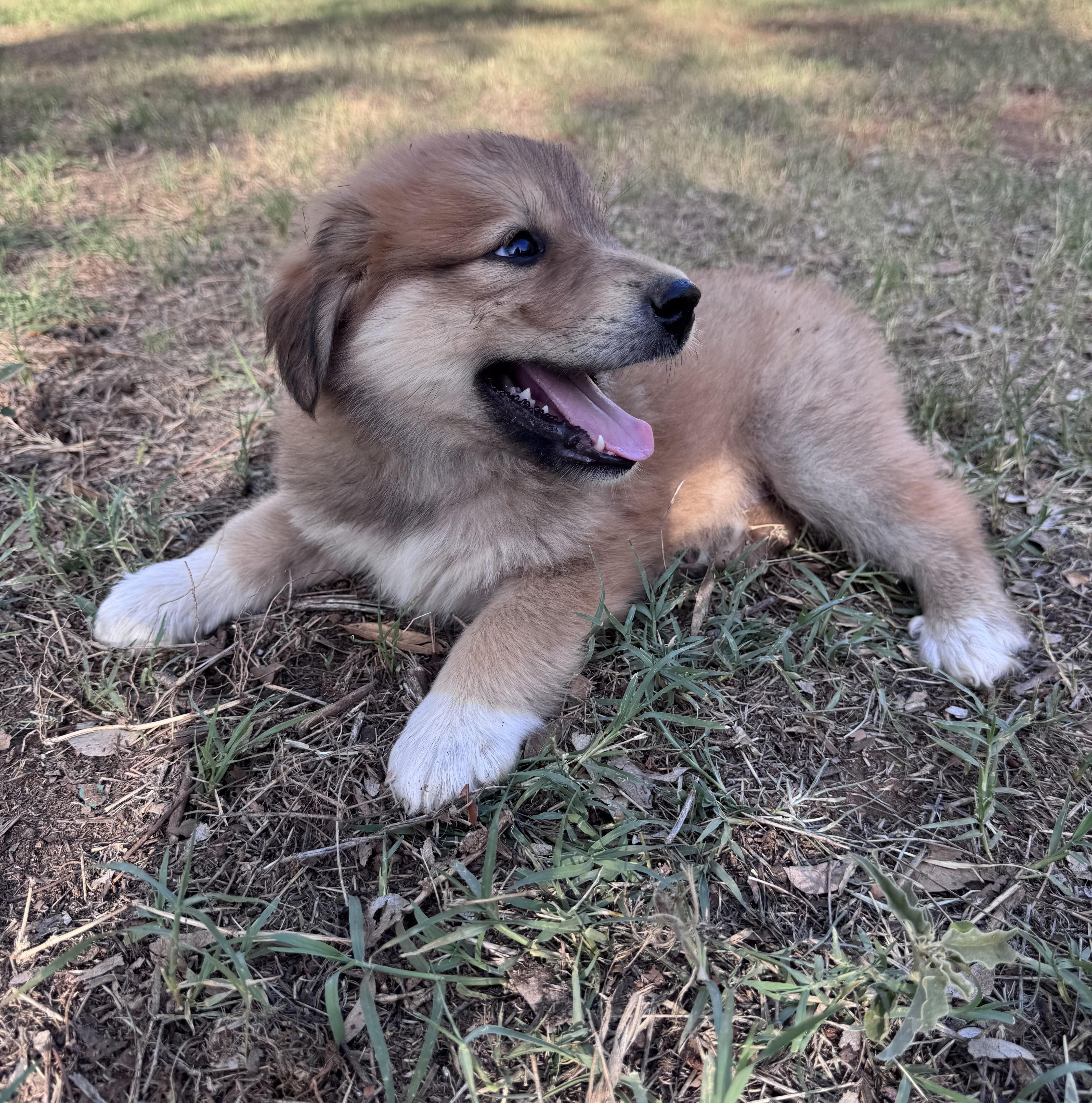 A baby large-sized male Great Pyrenees dog named Bubba for adoption in Rochester, TX