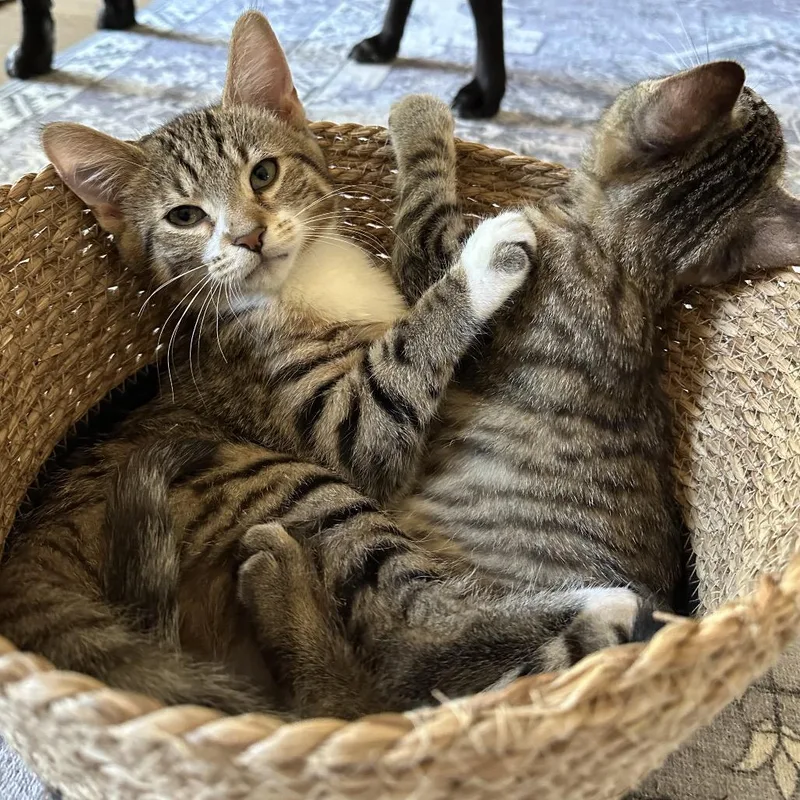 A baby small-sized male Domestic Short Hair cat named Megaphone for adoption in Portage, MI