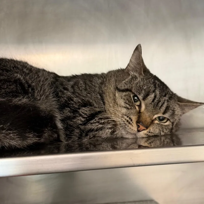 An adult medium-sized male Brown / Chocolate Domestic Short Hair cat named Leopard for adoption in Birdsboro, PA