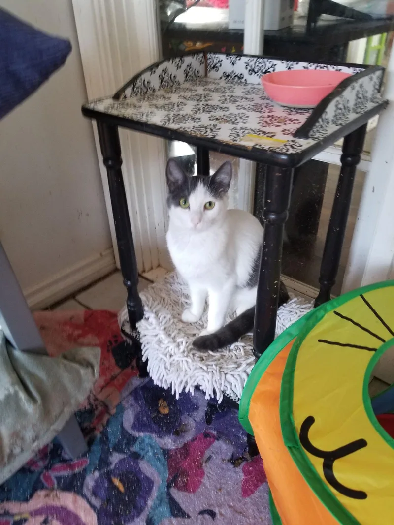 A baby medium-sized male Domestic Short Hair cat named Diesal for adoption in Buena Park, CA