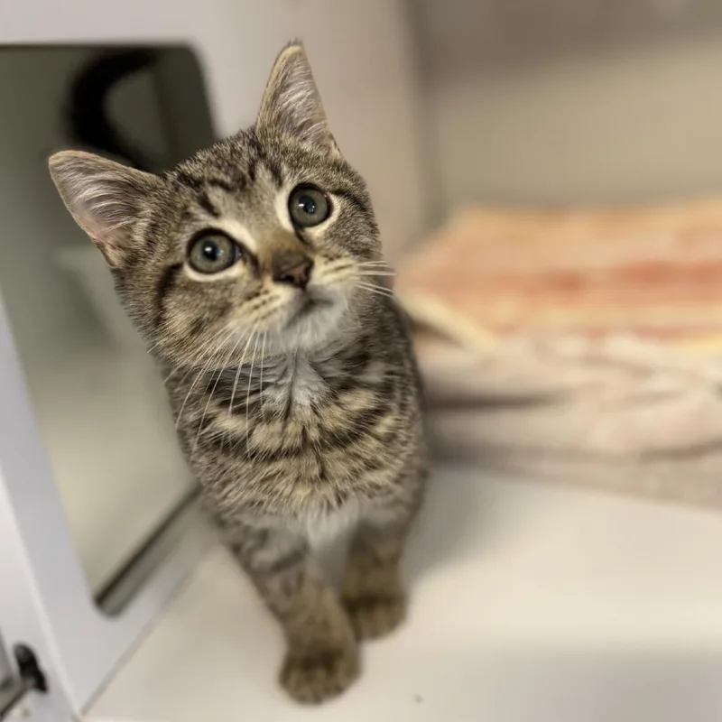 A baby small-sized male Brown / Chocolate Domestic Short Hair cat named Kenny Rogers for adoption in Ridgely, MD