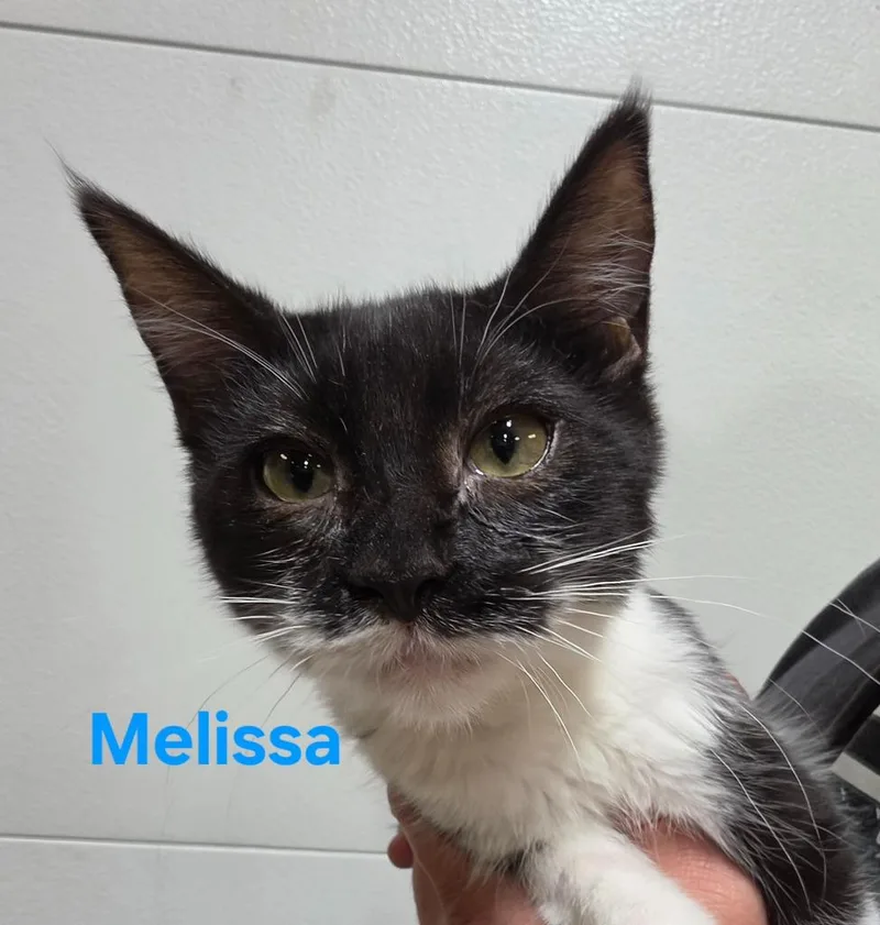 A baby medium-sized female Domestic Short Hair cat named Melissa for adoption in Cloquet, MN
