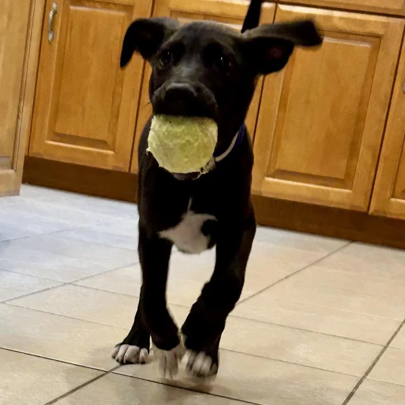 A baby medium-sized male Black Mixed Breed dog named Mungo for adoption in South Elgin, IL