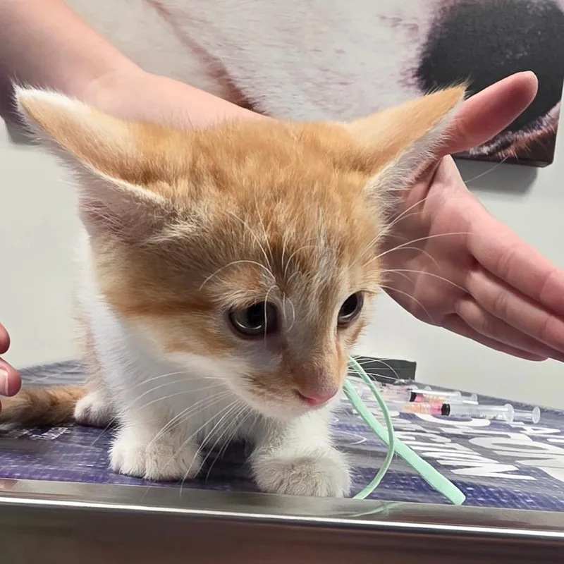 A baby small-sized male Orange / Red Domestic Short Hair cat named Todd for adoption in Carmel, IN