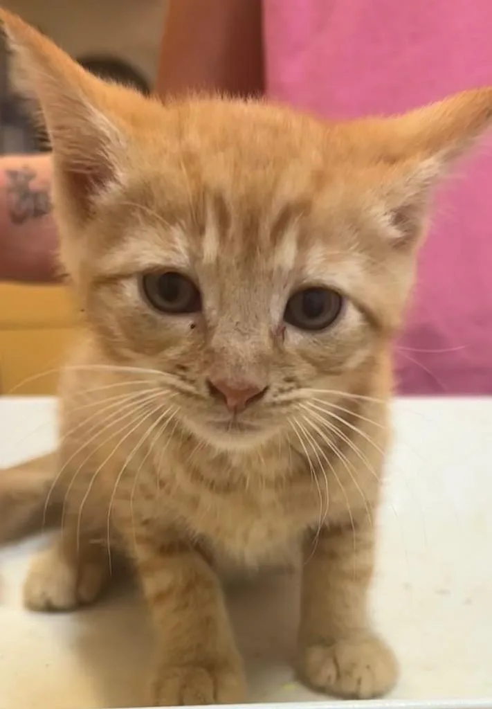 A baby small-sized male Domestic Short Hair cat named Jude for adoption in Elizabethton, TN