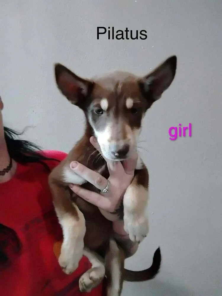 A baby medium-sized female Brown / Chocolate Husky dog named Pilatus for adoption in Waunakee, WI