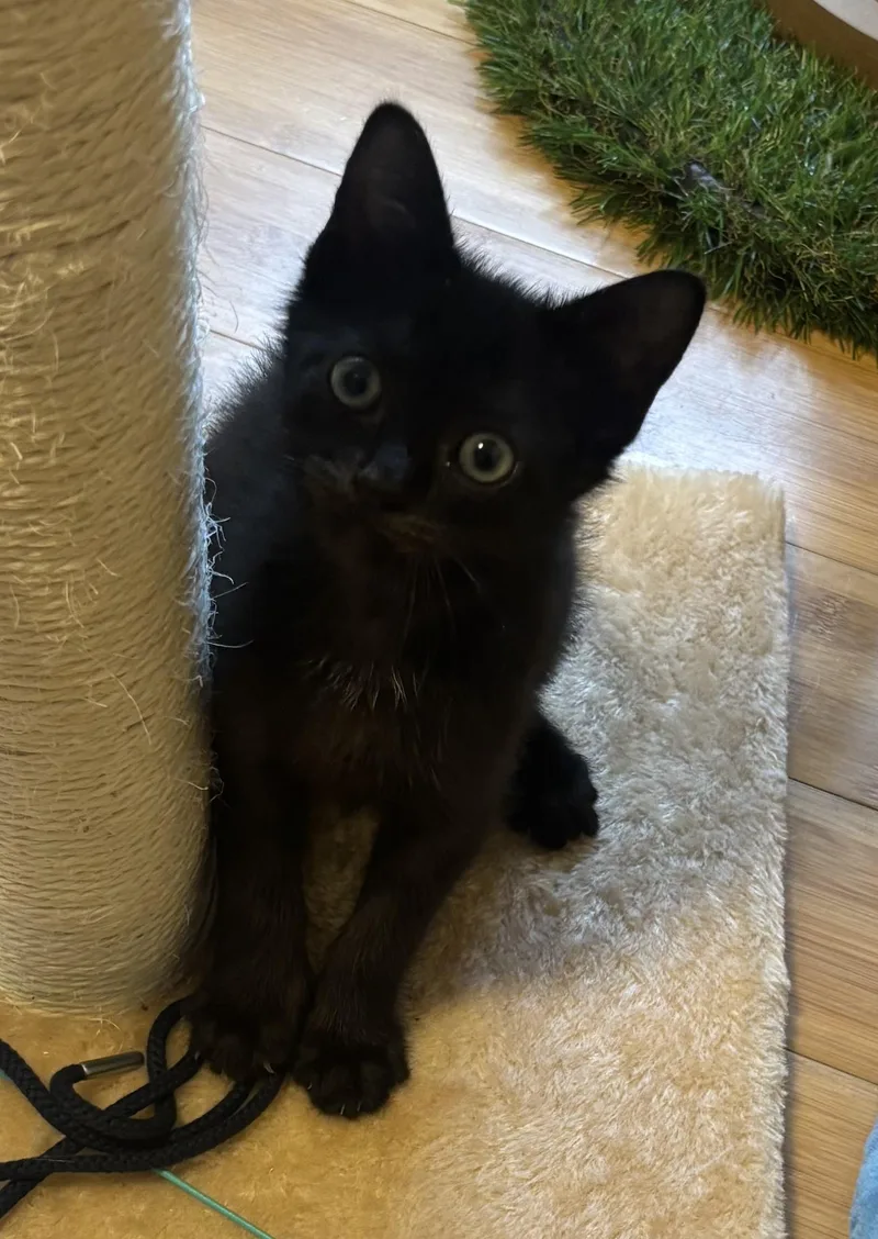 A baby small-sized female Domestic Short Hair cat named Pip for adoption in Ardsley, NY