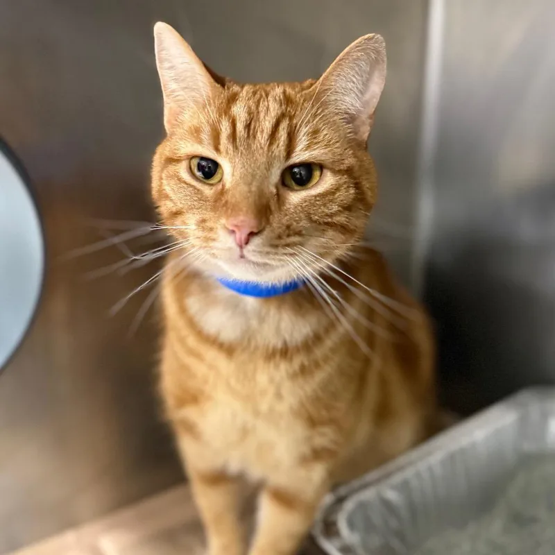 An adult medium-sized male Orange / Red Domestic Short Hair cat named Theo for adoption in Chicago, IL