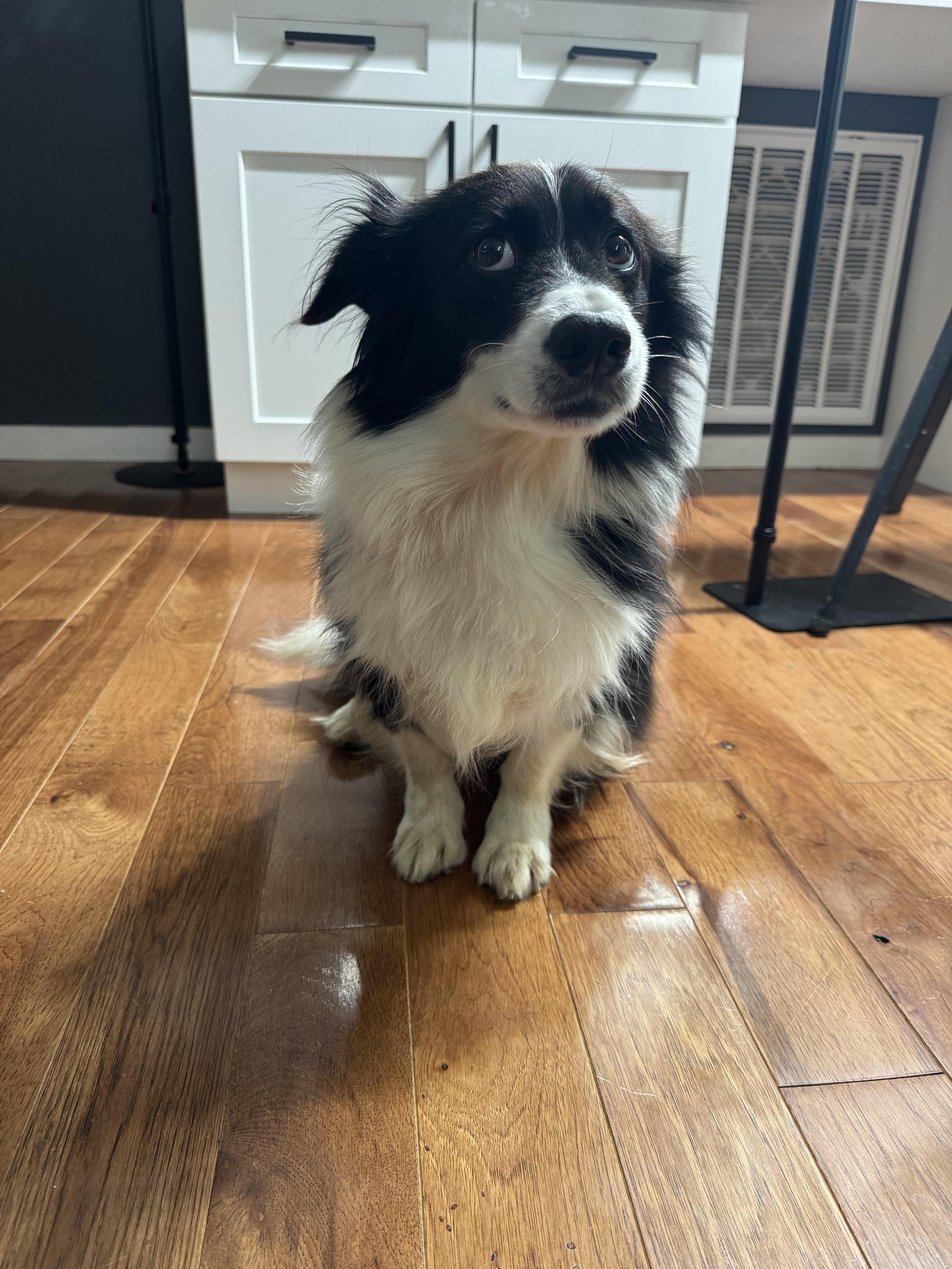 An adult medium-sized male Black Border Collie dog named Bandit Courtesy Listing for adoption in Richmond, VA