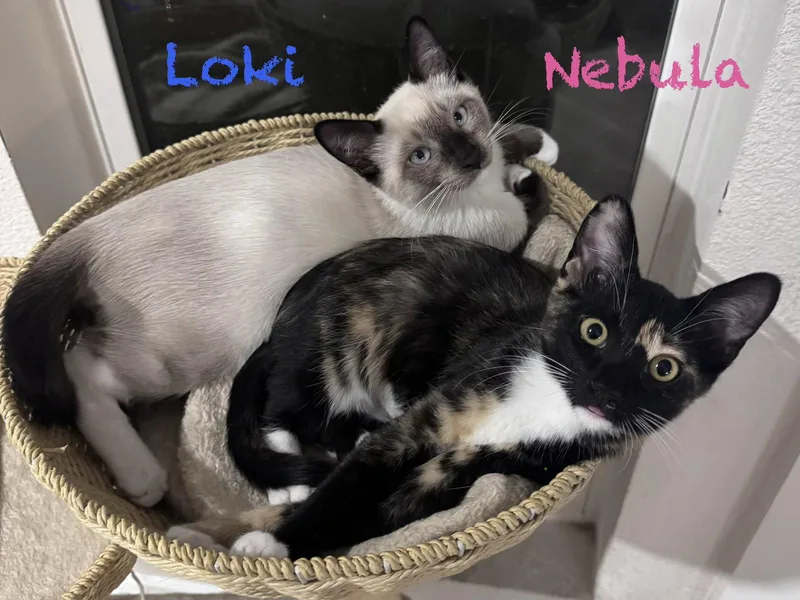 A young medium-sized male Siamese cat named Loki for adoption in Phoenix, AZ