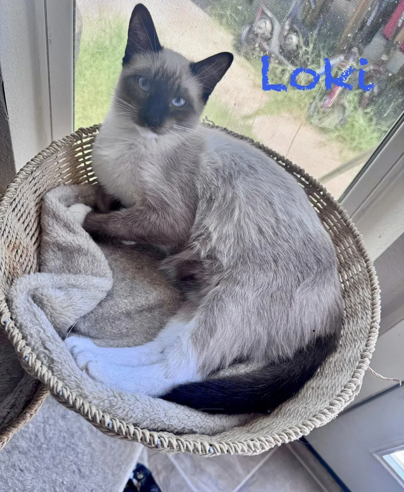 Loki thumbnail 2