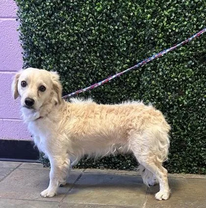 A young medium-sized male White / Cream Dachshund dog named 61401302 for adoption in El Paso, TX