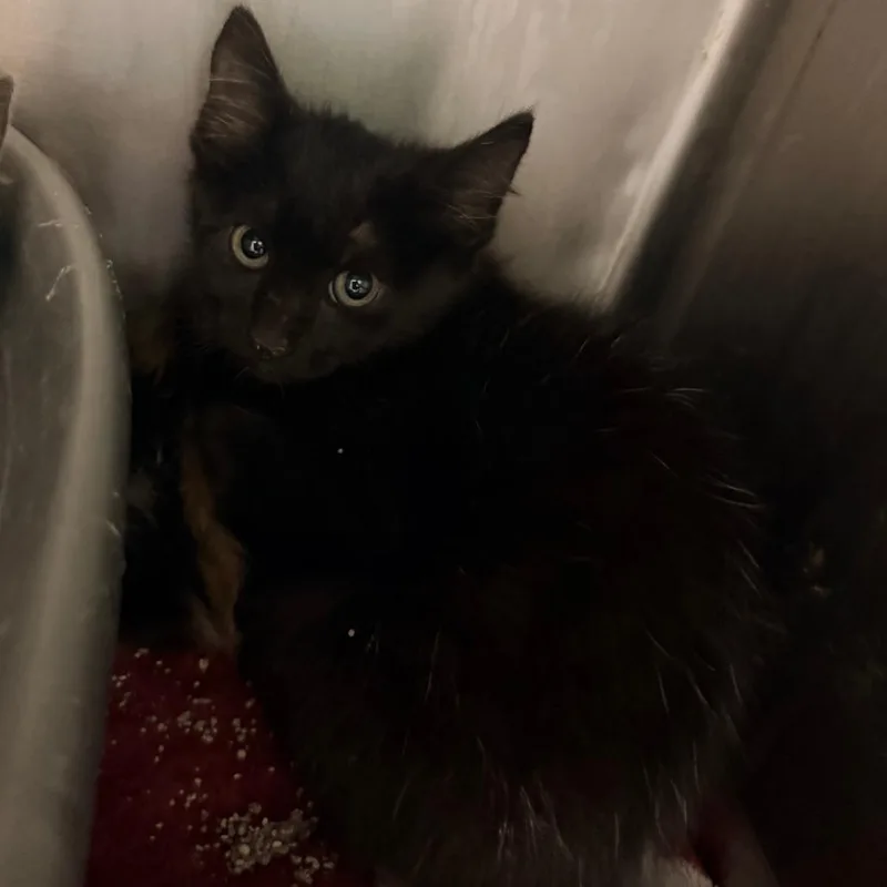 A baby small-sized female Black Domestic Short Hair cat named Blossom for adoption in Corinth, MS