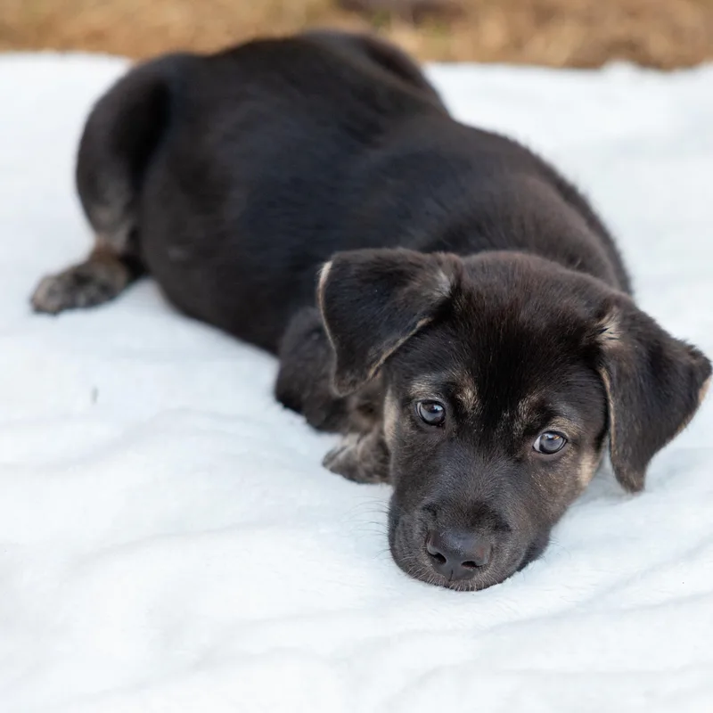 A baby medium-sized male Husky dog named Magic for adoption in Pflugerville, TX