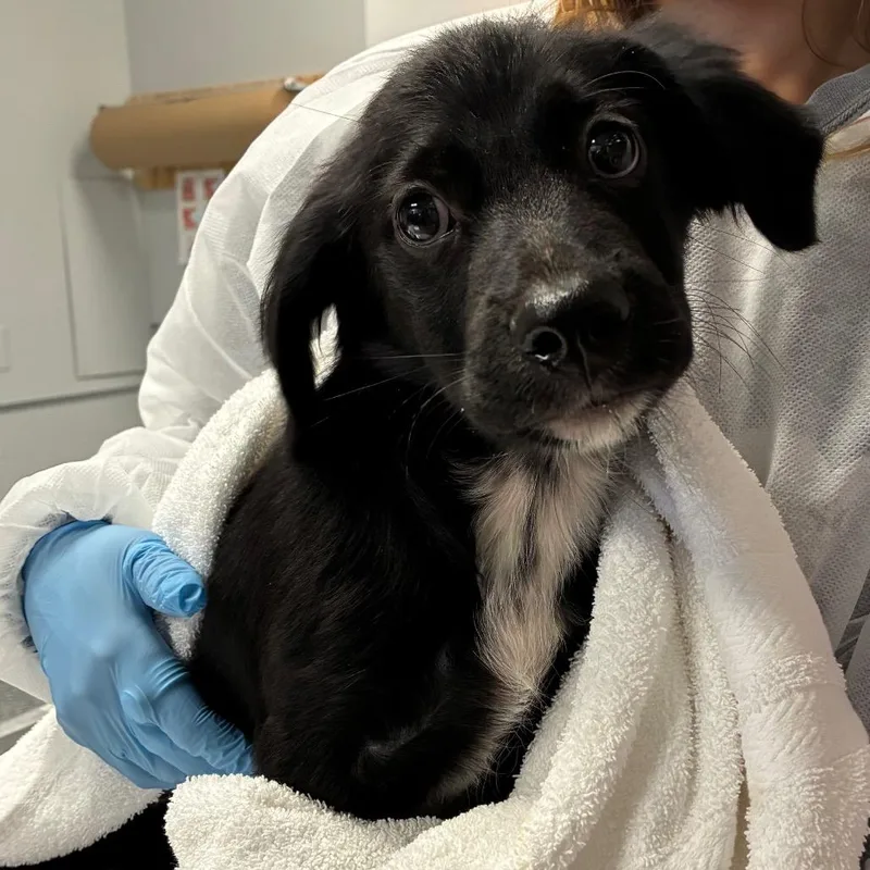 A baby small-sized male Black Dachshund dog named Walnut for adoption in Greenville, SC