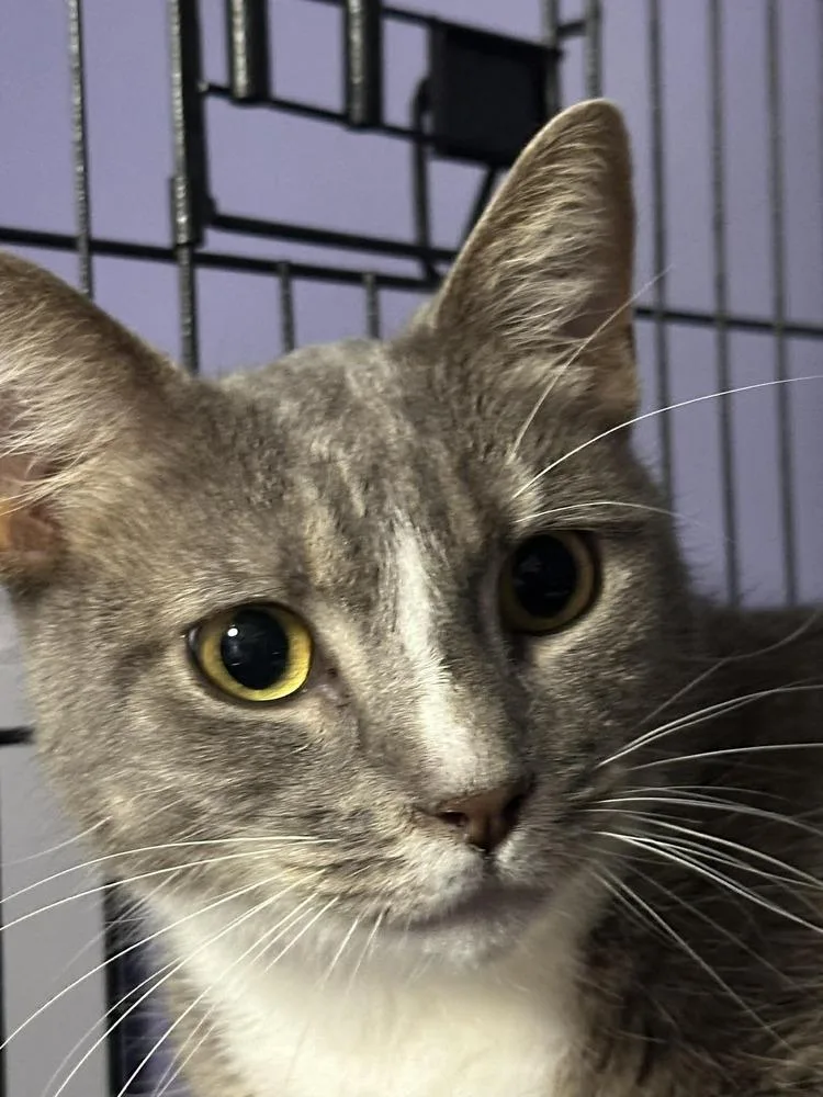 An adult medium-sized male Gray / Blue / Silver Domestic Short Hair cat named Jamicheal for adoption in Virginia Beach, VA