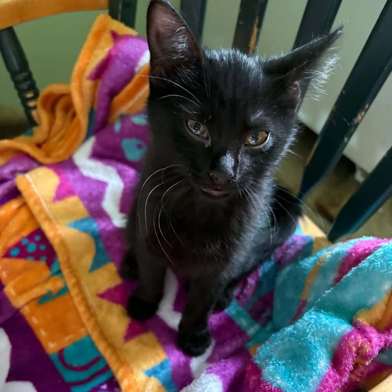 A baby small-sized female Black Domestic Short Hair cat named Luna for adoption in Sedalia, MO