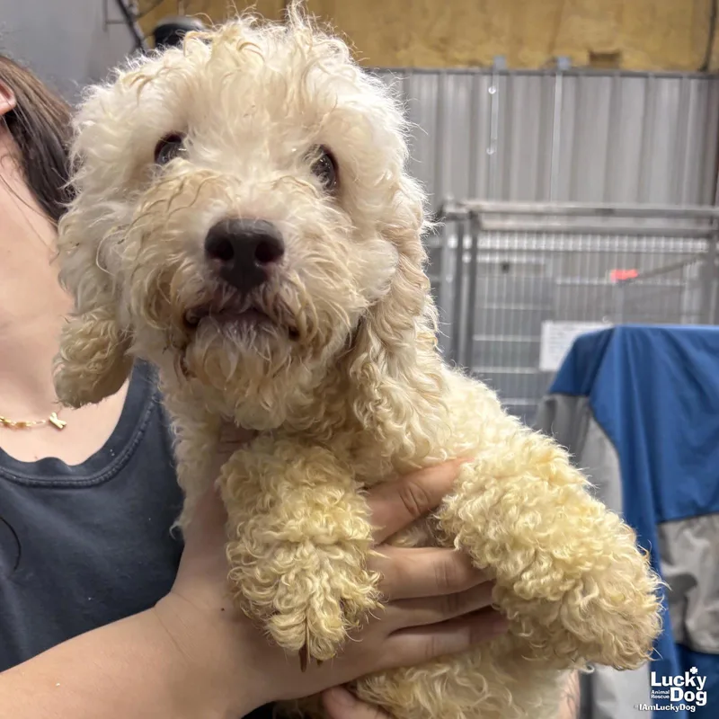 An adult small-sized female Poodle dog named Mia for adoption in Washington, DC